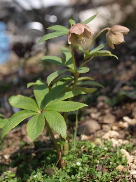 あこがれのチベタヌス ４月６日 種がしっかりできています。