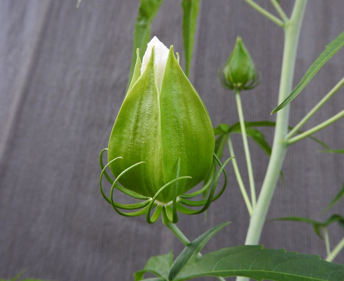 モミジアオイにタネからチャレンジ！！ いよいよ～明日、１番花の開花かも！！