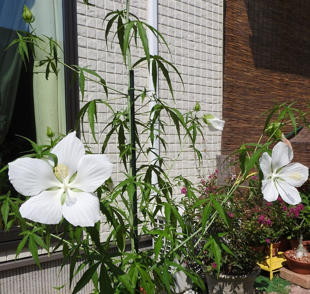 モミジアオイにタネからチャレンジ！！ 3コのお花が同時に咲きました!!!