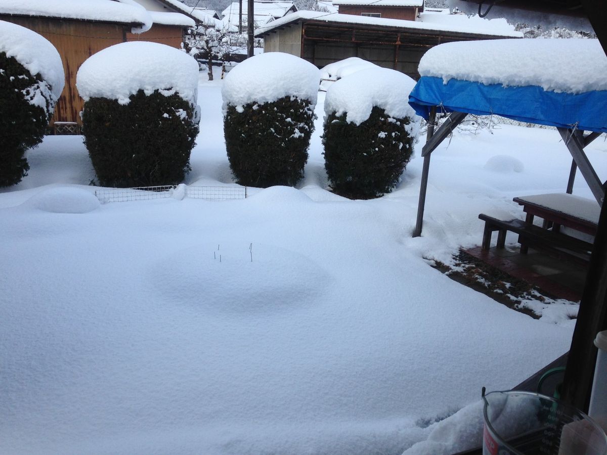 挿し芽でキンギョソウ栽培 雪に埋もれて