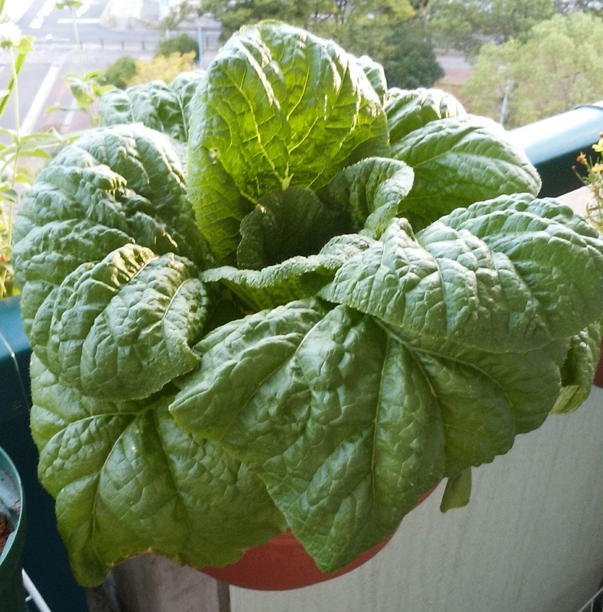 自分で育てた白菜を食べたい 結球中