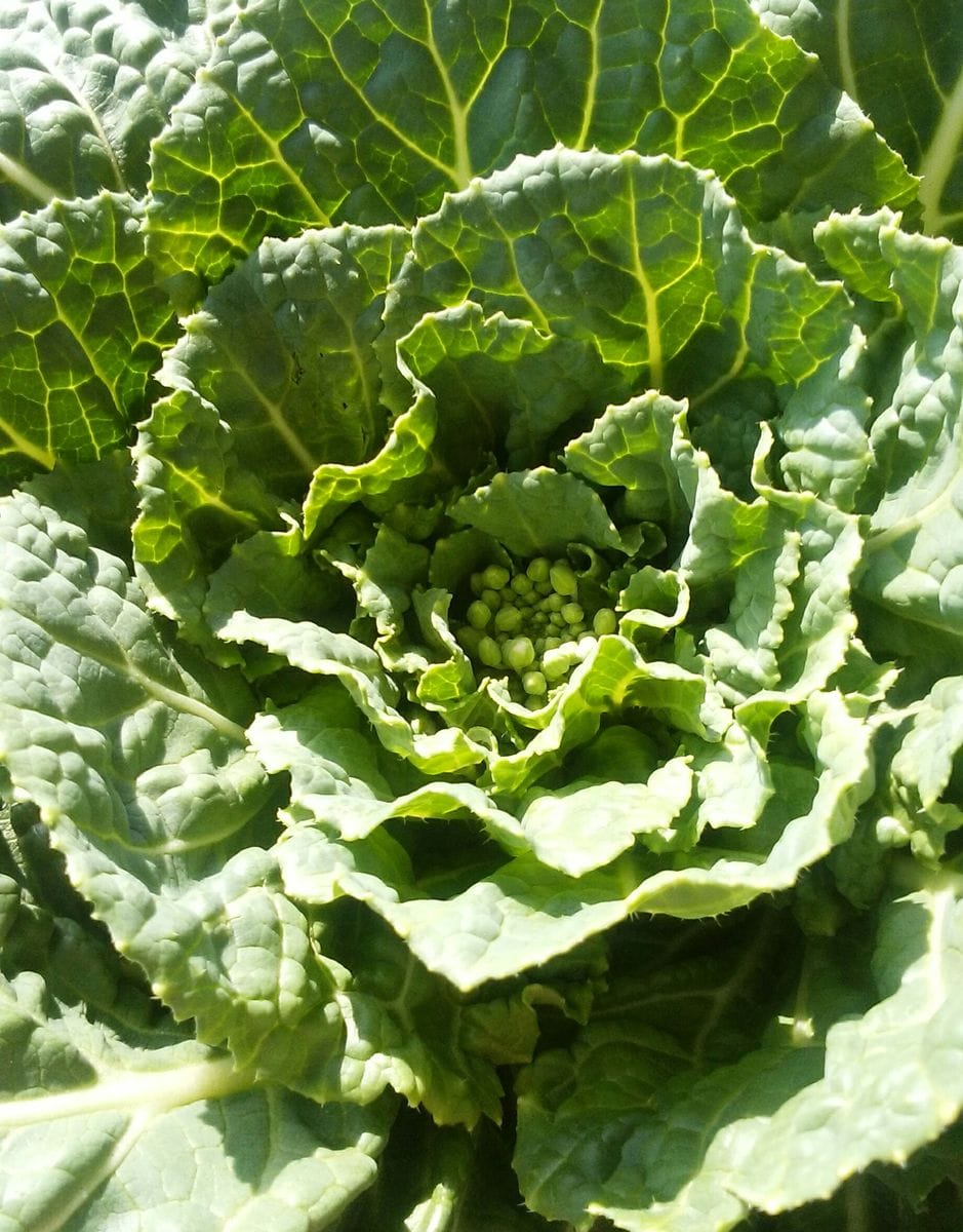 自分で育てた白菜を食べたい 花芽