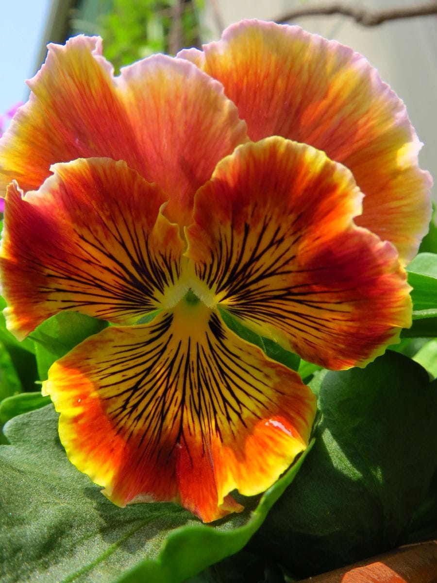 咲かせよう　“虹色スミレ” 番外編　ジャイアント系の花
