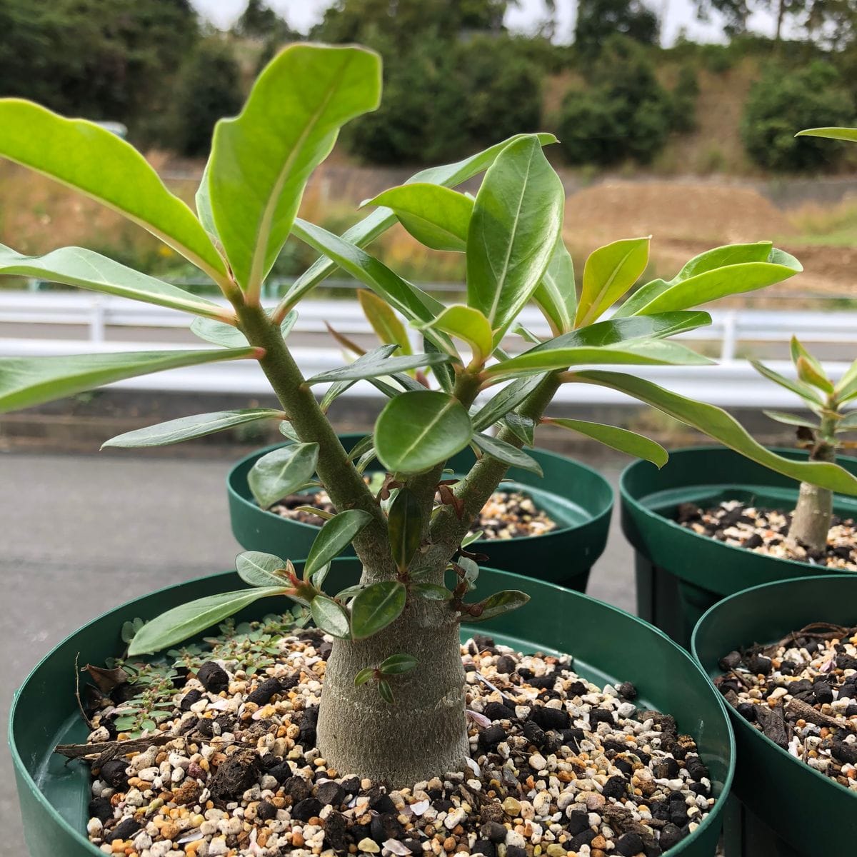 アデニウム🌱種から育てられるかな？ アデニウム  種まきから1年2ヶ月