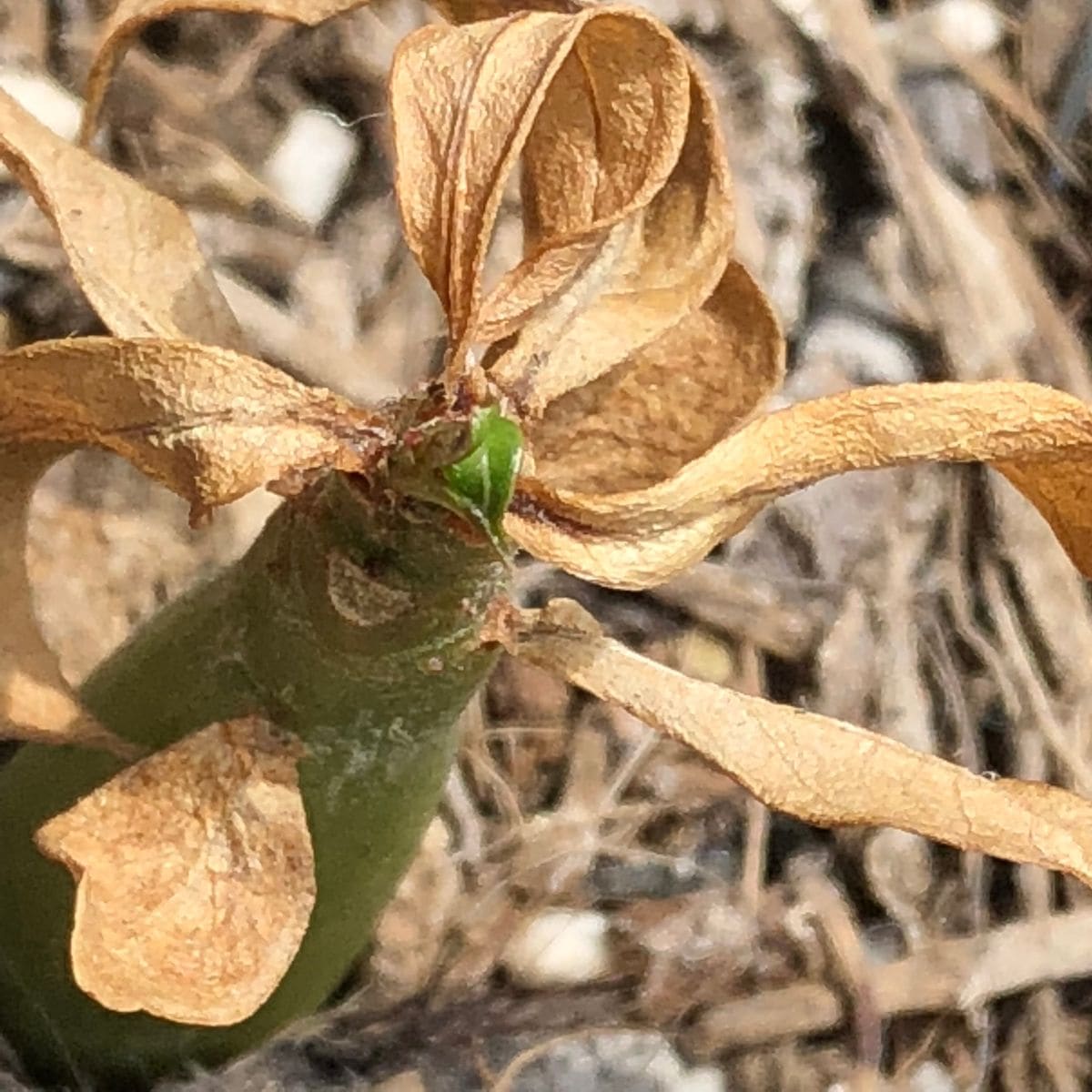 アデニウム🌱種から育てられるかな？ 冬眠からお目覚め