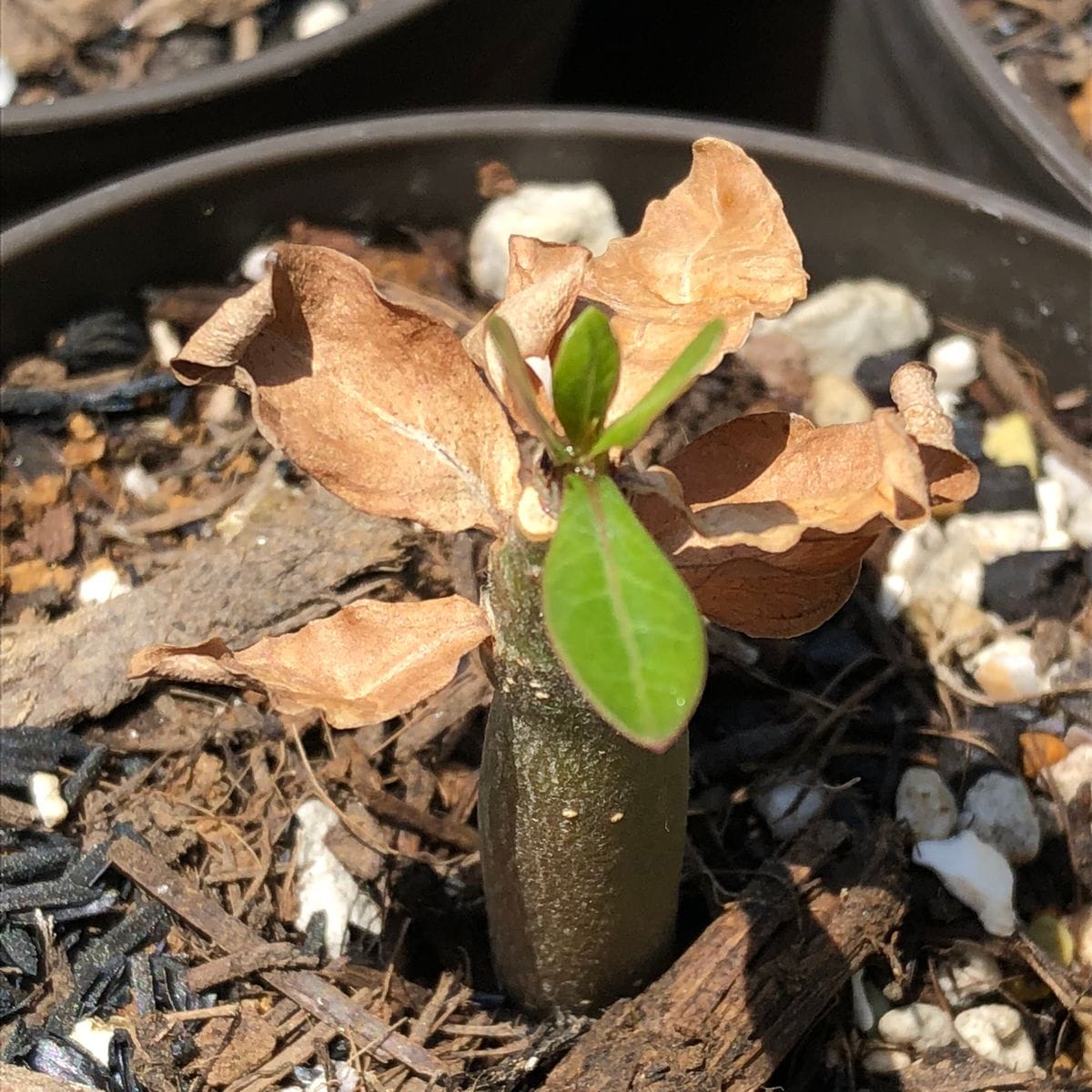 アデニウム🌱種から育てられるかな？ アデニウム  、水やり再開