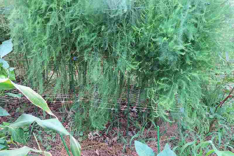 アスパラガス　種と苗　育ててます。 畑で２年目のアスパラガス