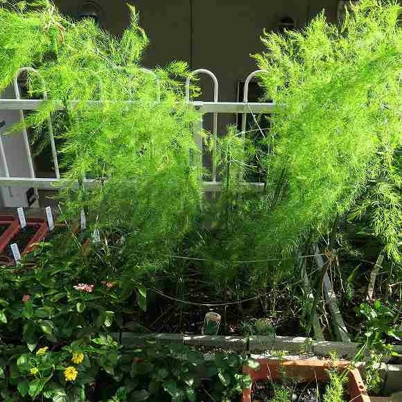 アスパラガス　種と苗　育ててます。 栽培を始めて2か月と数日