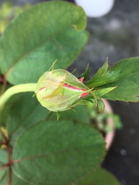 ピンクの薔薇（挿し木から） ２度目の二番花　蕾ピンク色