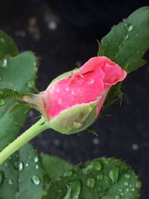 ピンクの薔薇（挿し木から） ２度目の二番花　蕾ピンク色が更に