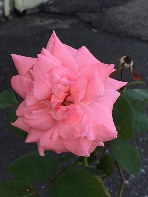 ピンクの薔薇（挿し木から） ２度目の二番花（№４）満開