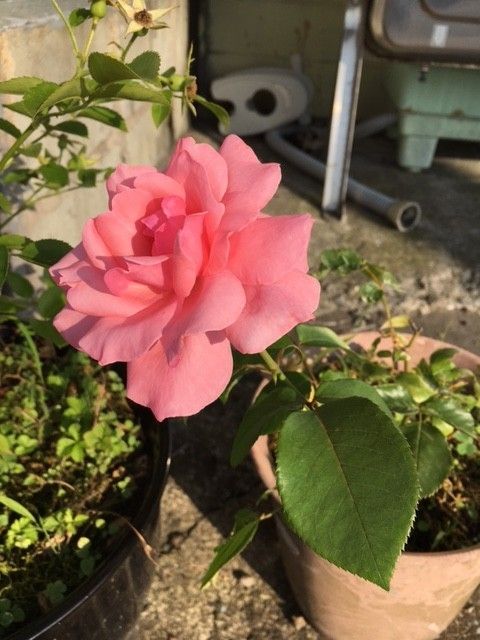 ピンクの薔薇（挿し木から） 初めての花（№１）