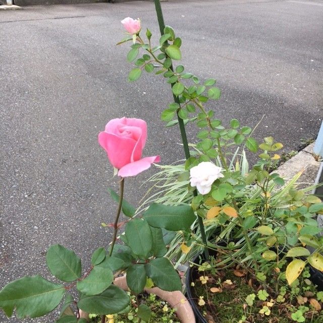 ピンクの薔薇（挿し木から） 二番花　つぼみ