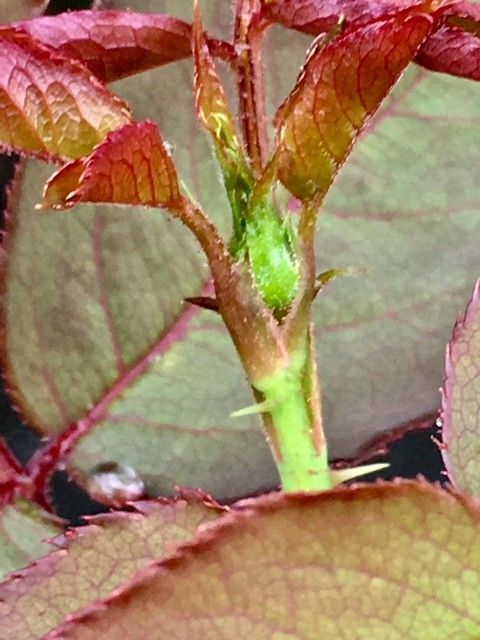 ピンクの薔薇（挿し木から） ２度目の二番花　蕾出現