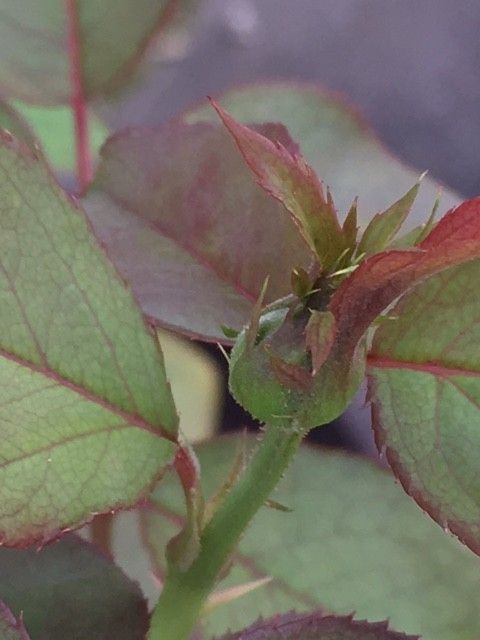 ピンクの薔薇（挿し木から） ２度目の二番花　蕾大きく