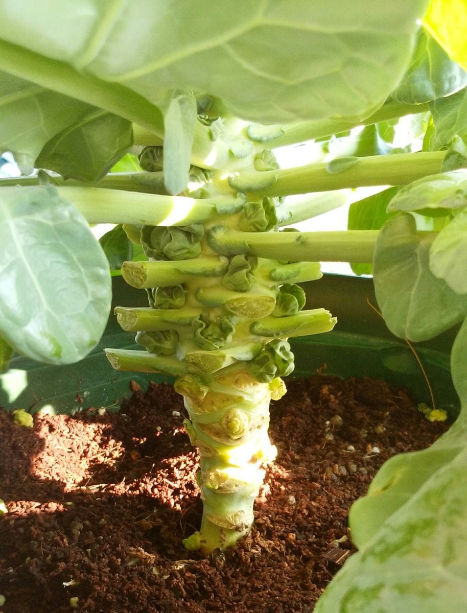 芽キャベツを育てて食べよ(￣～￣) 赤ちゃん芽キャベツ