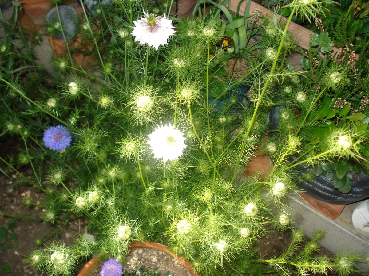 今年もニゲラのタネを蒔くよ もうすぐ花が満開になります🌸