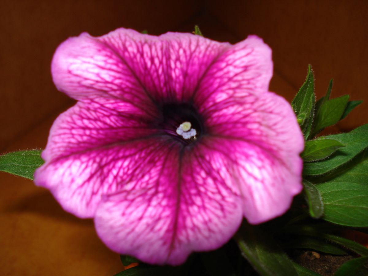 リベンジするっきゃない・・ペチュニア 花咲いたよ～🌸