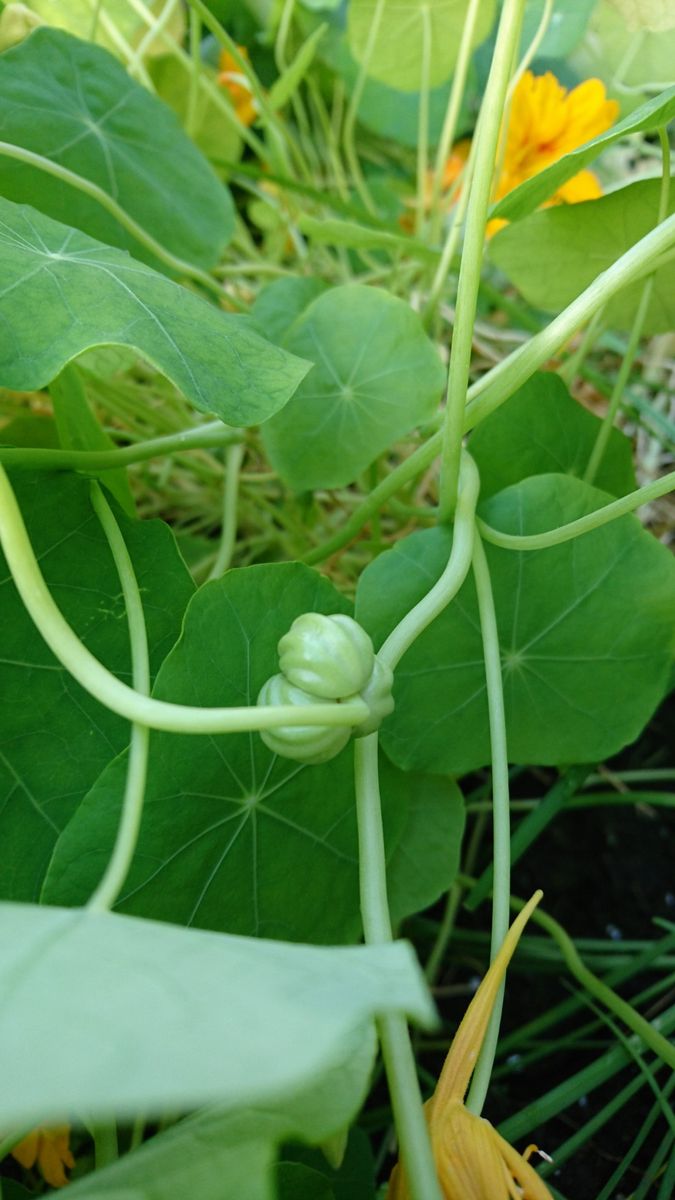 ナスタチウム  種から    咲いた後