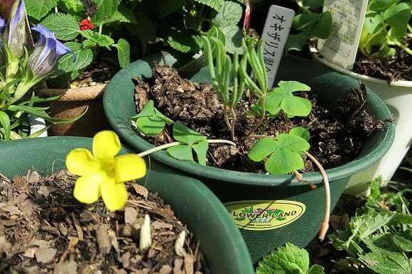 オキザリス　混合球根を寄せ植え 花が咲いた