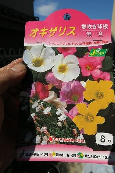 オキザリス　混合球根を寄せ植え