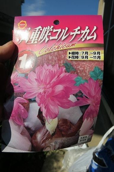 八重咲コルチカムを植えてみる