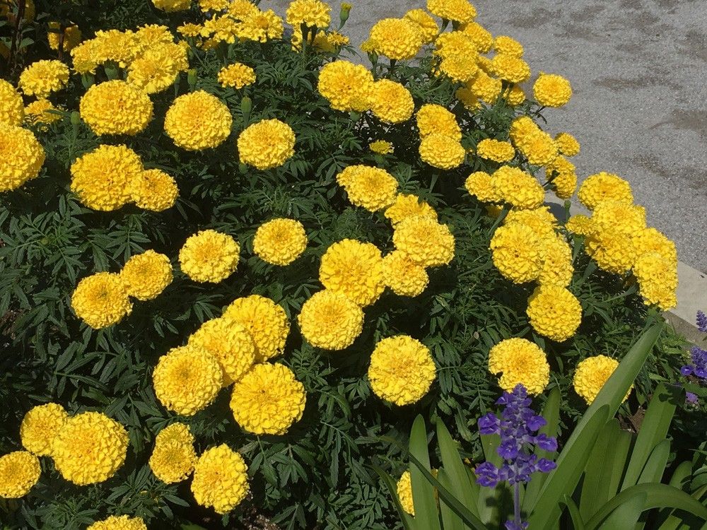 アフリカンマリーゴールドの群植花壇2017 9月10日