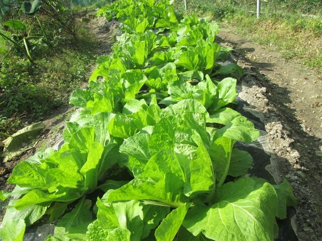 初の白菜栽培 ようやく白菜らしく成って