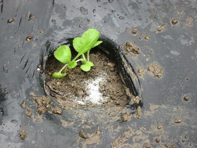 初の白菜栽培 白菜定植