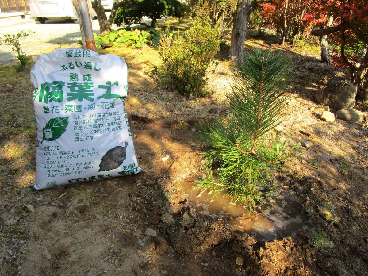 クロマツ、切られたマツの子孫かな。 植え替え