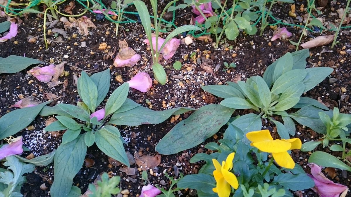 シノグロッサム メモリーマリンブルー 1月14日 山茶花の花びらに埋もれて