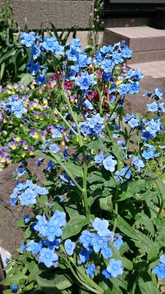 シノグロッサム メモリーマリンブルー 綺麗に咲きました