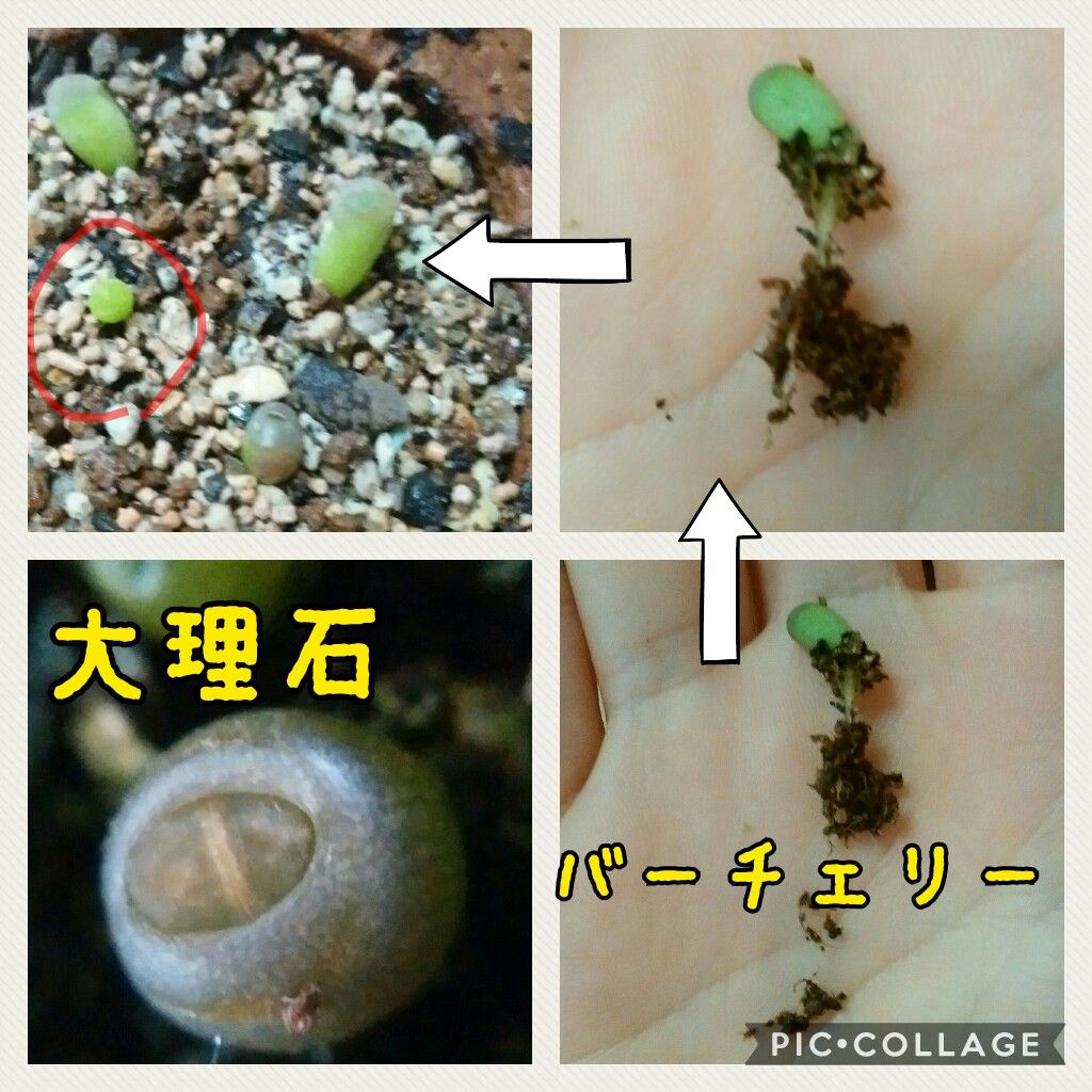 リトープス実生 初の植え替え