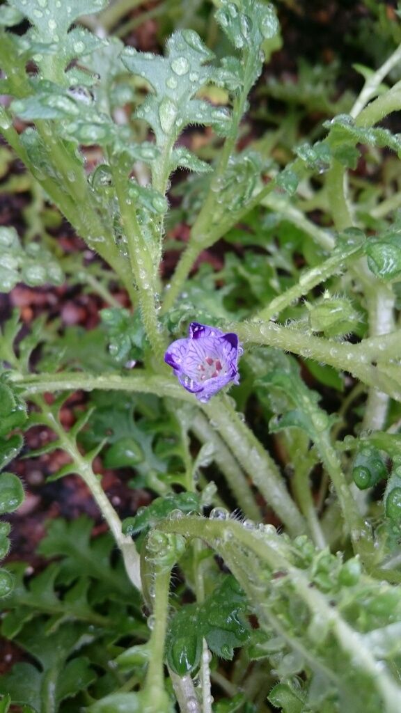 ネモフィラ 2018年3月9日 マキュラータ開花