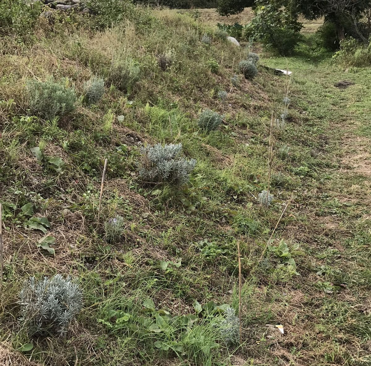 目指せ癒しのハーブ浴場🌿 17.10月 北土手のラベンダー棚