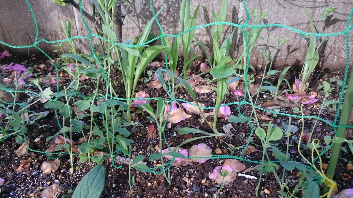 スイートピー 花壇に直まきの巻 12月3日 ほったらかしで生長してます