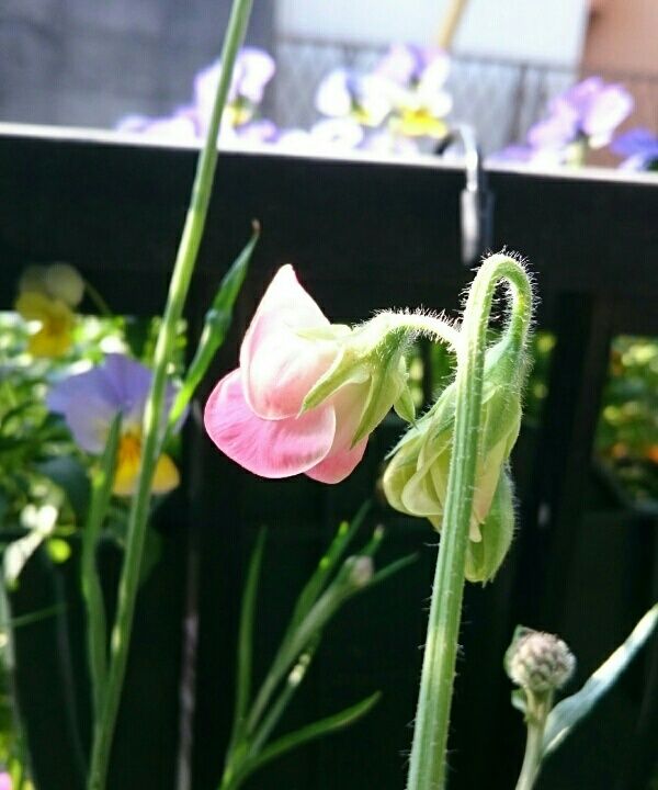 スイートピー 花壇に直まきの巻 4月4日 開花