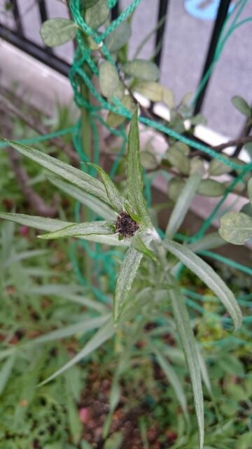 矢車菊 花壇に直蒔きの巻 3月3日 蕾つき始める