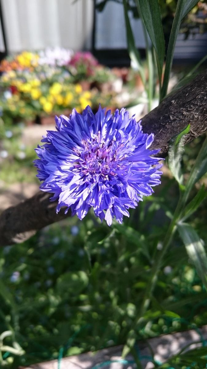 矢車菊 花壇に直蒔きの巻 3月31日 開花