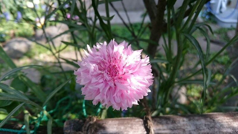 矢車菊 花壇に直蒔きの巻 4月4日 ピンクも開花