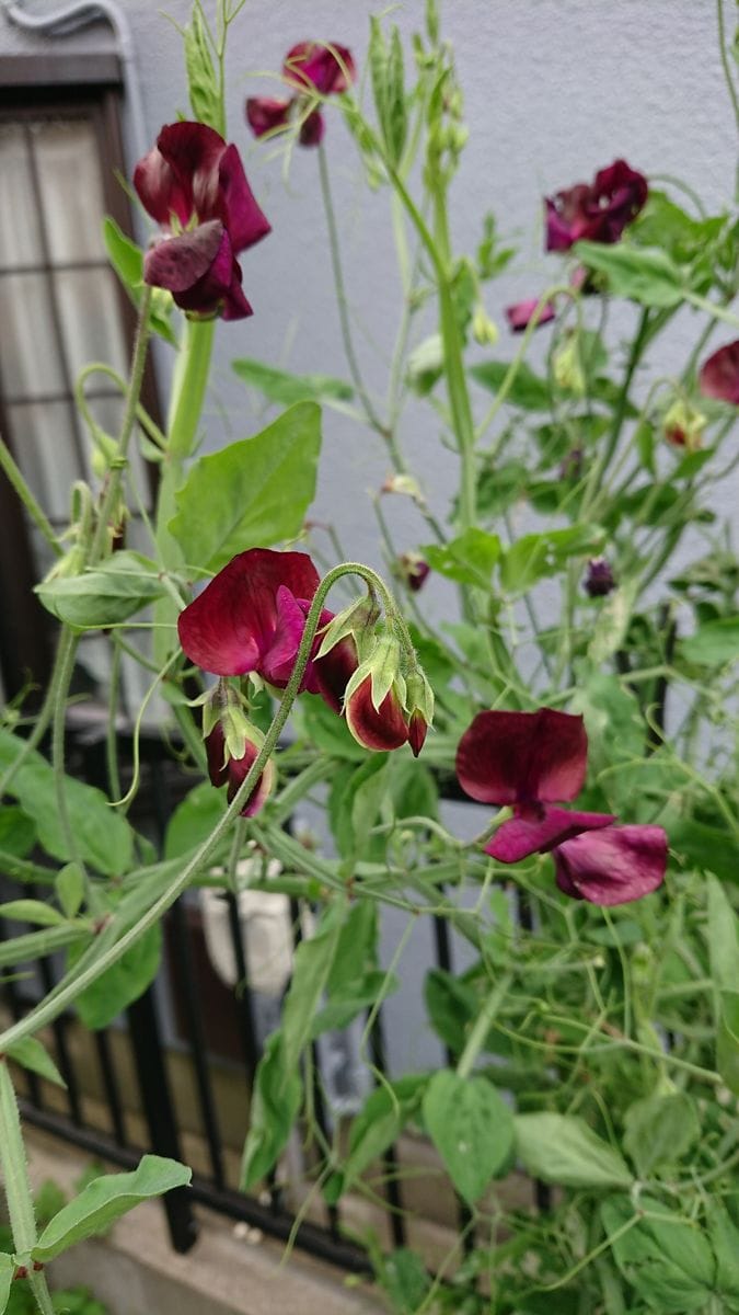 頂き物の種 3年越しで大人色