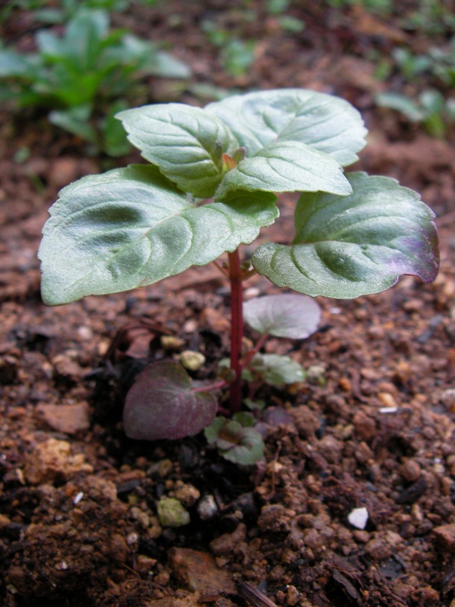 モナルダを咲かせよう 2017.11.02 地植えしました