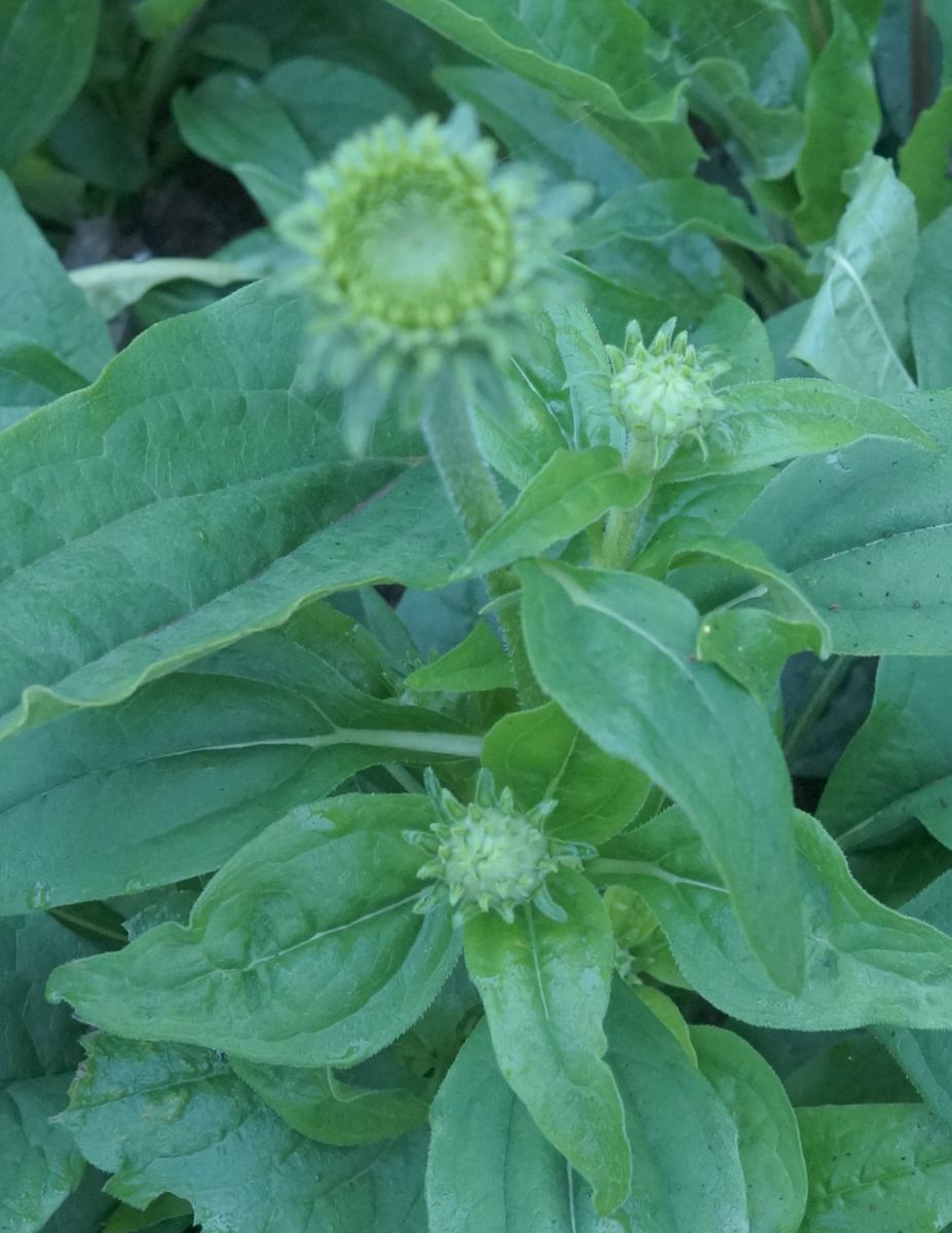 エキナセア「緑の宝石」初花！ おおっ！花芽が増えている！