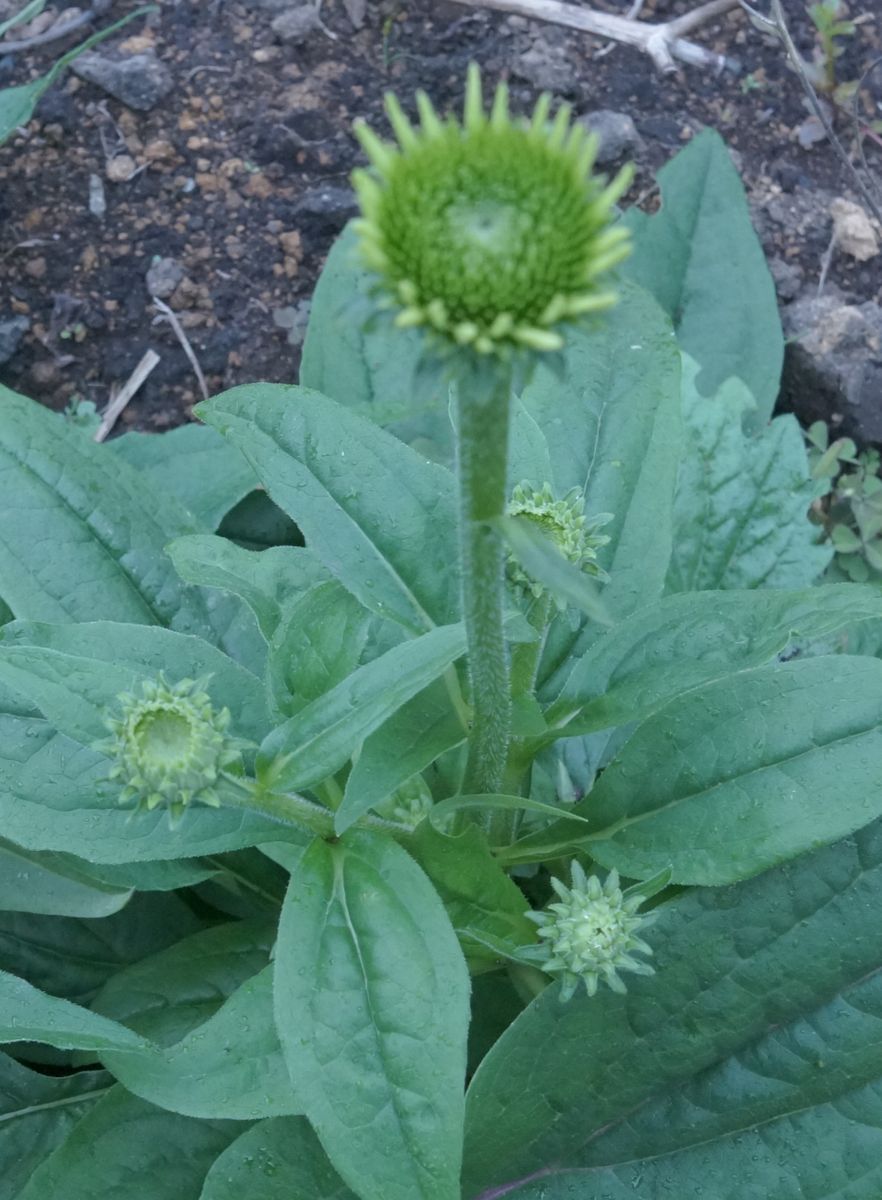 エキナセア「緑の宝石」初花！ 花弁が生まれました！なんと可愛らしい…