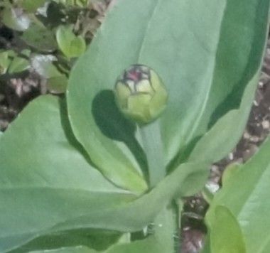 エキナセア「緑の宝石」初花！ やや？これは確かに蕾！