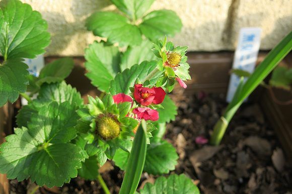 ルビーアン　赤い花が咲きます。 受粉　大きくなるかな？