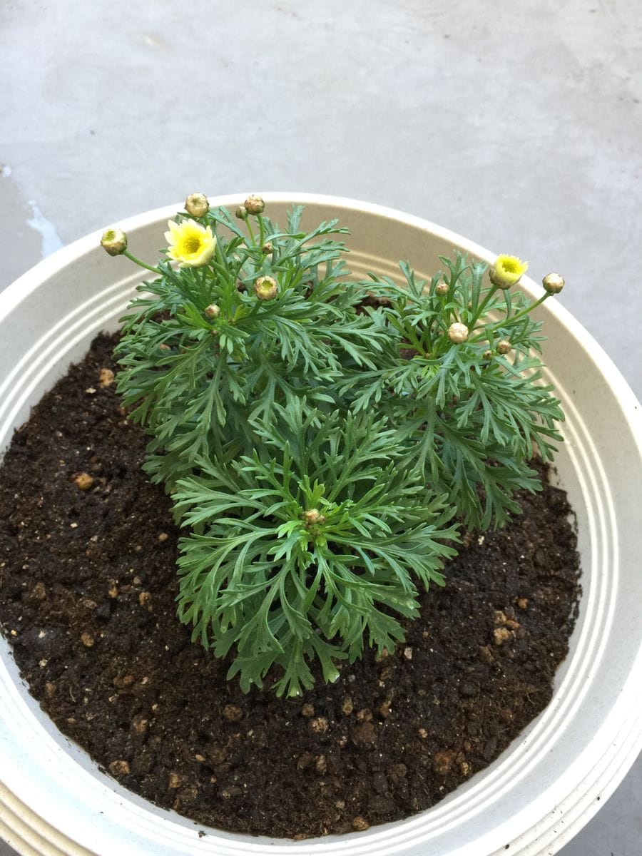 ボンザマーガレット レモンイエロー。 鉢に植えました。