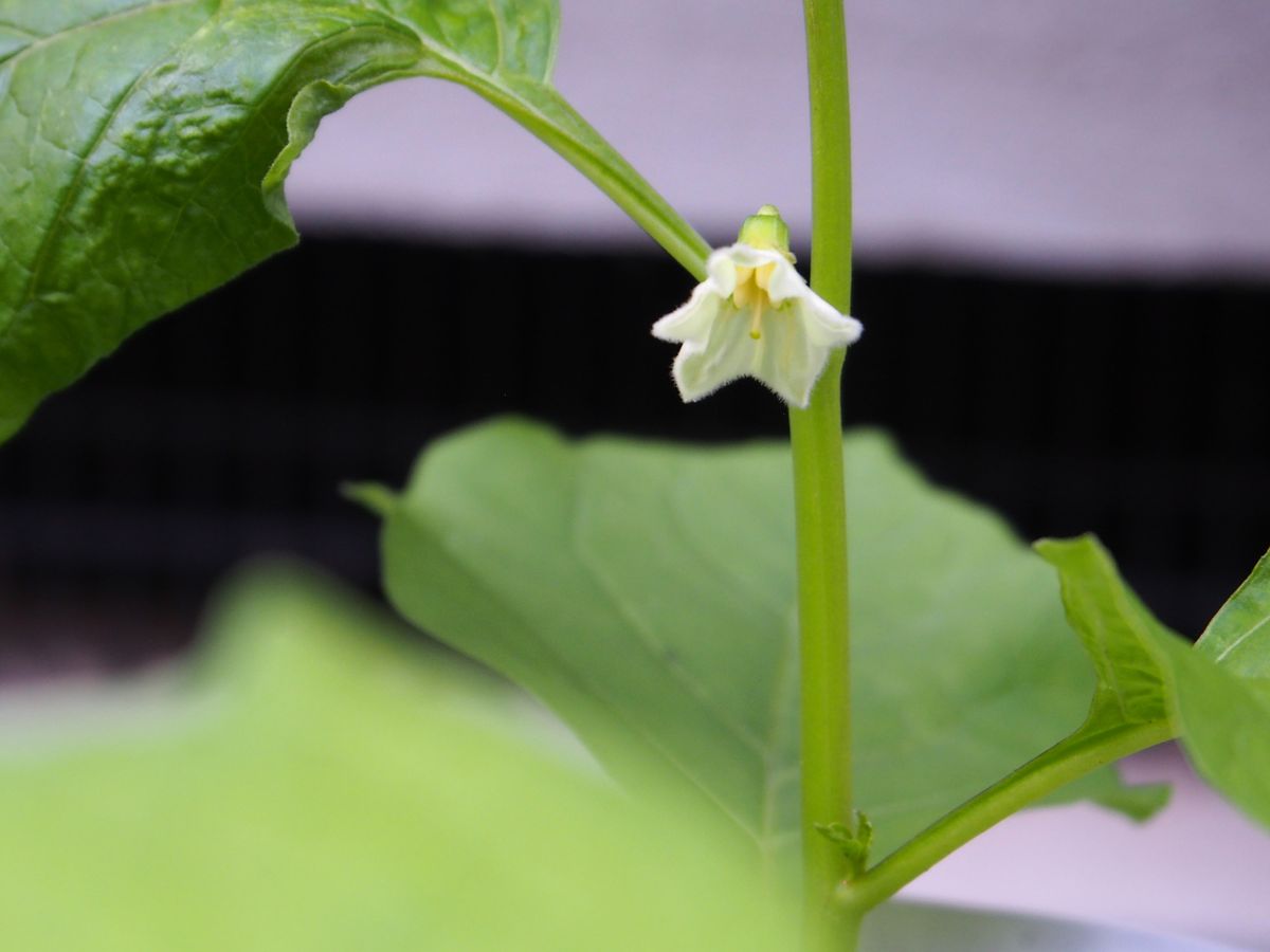 初めてのホオズキ　赤い実を楽しみたい。 初めての花咲きました。