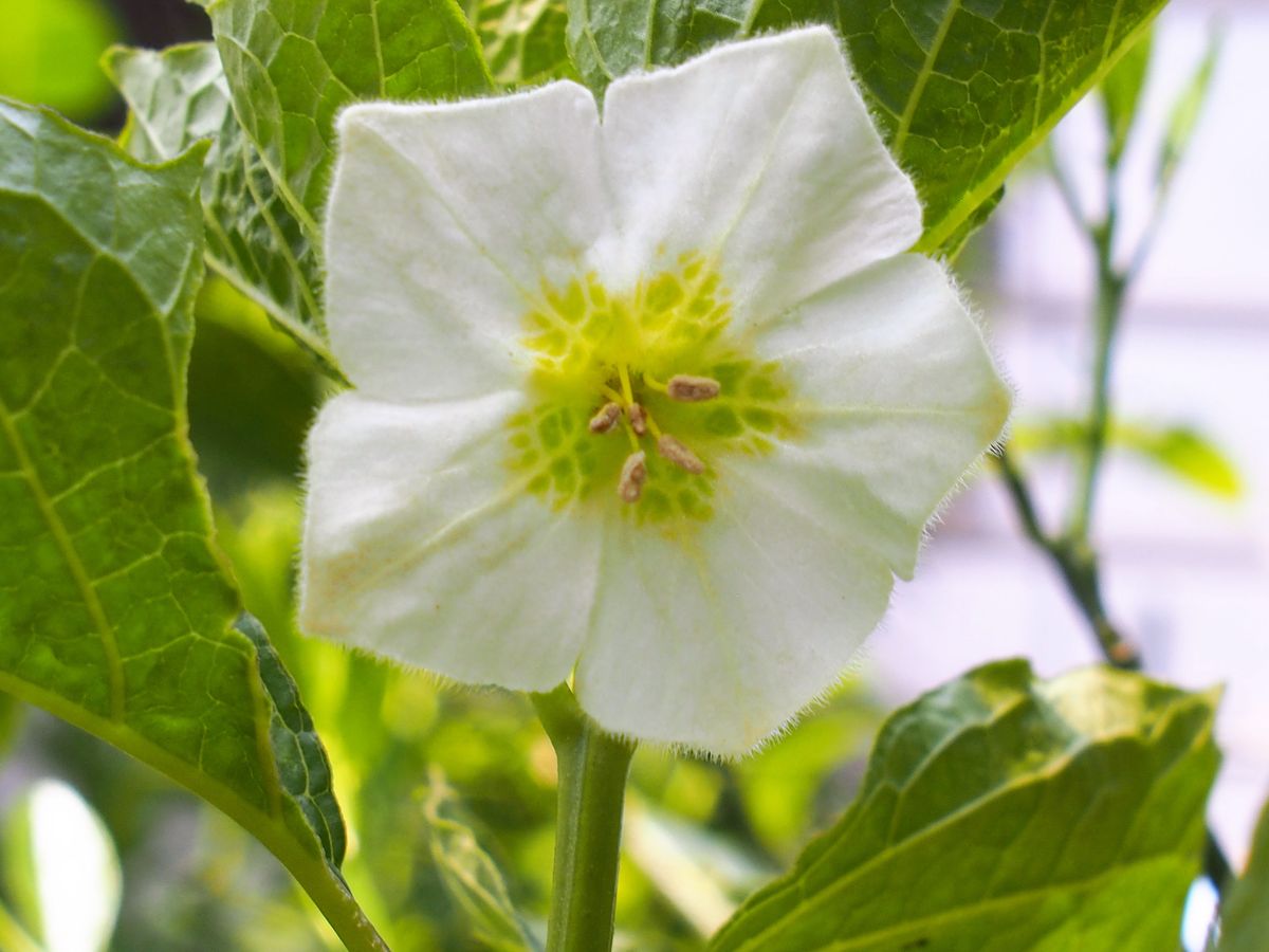 初めてのホオズキ 赤い実を楽しみたい。 ホオズキの花