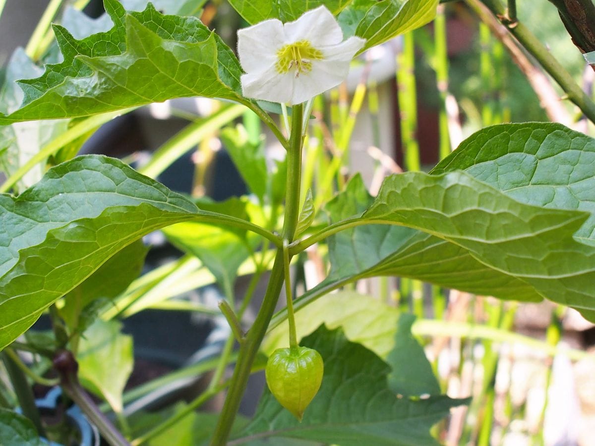 初めてのホオズキ　赤い実を楽しみたい。 花と実